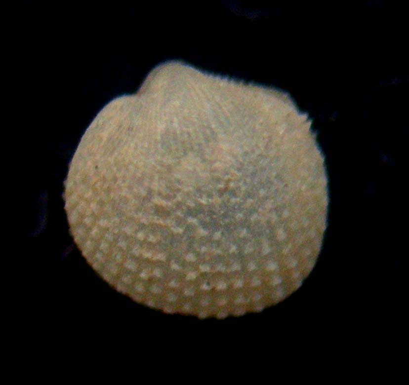 parvicardium minimun